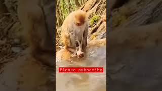 #youtubeshorts #viralvideo #monkey #baby