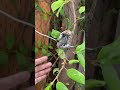 One chick left in hummingbird nest