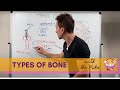 Types of Bones