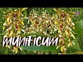 How to CARE for and BLOOM Dendrobium munificum / Inobulbon munificum | Orchid Care #ninjaorchids