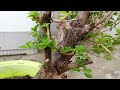 lantana ka plant bonsai flowers yallo flowers butful plant style bonsai