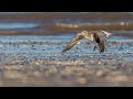 Titchwell Marsh with Steve Hedges on 