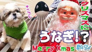 シーズー犬のXmasプレゼントは…うなぎ!? Shih Tzu catching eel?!【開封の儀】