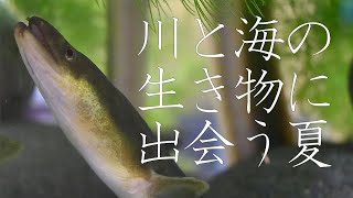 川と海の生き物に出会おう　岐阜市科学館で夏の特別展