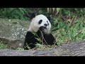 20250206 卡牙卡出表情包 雌牙裂嘴小圓寶 節錄 giant panda yuan bao