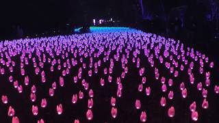 Flower Power Color Changing Tulip Patch Attraction Descanso Gardens Enchanted Forest of Light CA