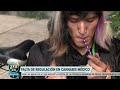 Exponen falta de regulación en cannabis con fines médicos | Noticias con Francisco Zea