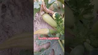 Zucchini farming/Healthy vegetable#shortvideo