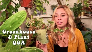 Plant Q&A in my DIY Greenhouse!