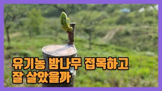 밤나무 접목 올해한 밤나무접목 요즘 관리방법