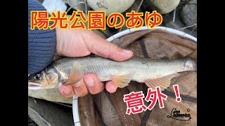 Amazing!why can catch Sweet fish in lower reacher of river?