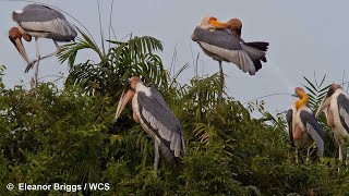 សត្វត្រដក់ធំ សត្វក្អែកទឹក សត្វទុងនៅក្នុងតំបន់អភិរក្សព្រែកទាល់