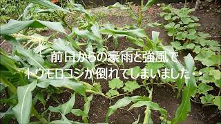 豪雨と強風でトウモロコシが倒れる