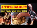 4 TIPS BARU!!! MEMBUAT PAKAN AYAM CEPAT BESAR UNTUK ANAK AYAM