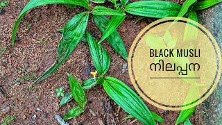 നിലപ്പന|Black musli -Indian Viagra |ഇലയുടെ അറ്റം മണ്ണിൽ തൊടുമ്പോൾ പുതിയ ചെടി മുളച്ചുവരുന്നു.