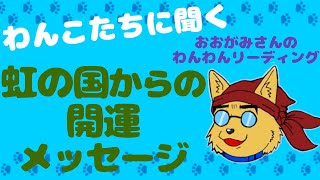 🐶空からならあなたの幸せまるわかり！虹の国からの「開運メッセージ」！🐶わんこたちに聞く🐶おおがみさんのわんわんリーディング【タロット・オラクルカードリーディング】🐶なぜか当たるよ🐶