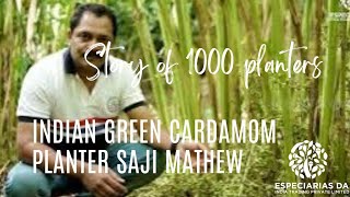 INDIAN GREEN CARDAMOM PLANTER SAJI MATHEW #indian #green#cardamom  #harvesting#expensive #story