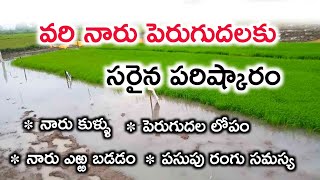 వరి నారు పెరుగుదల లోపం || వరి నారు యాజమాన్య లోపాలు || paddy nursery management