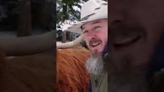 When Buying Highland Cows