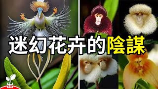 为什么這些花會思考？揭秘植物界的“謀略家”們！【出類拔萃】