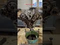 2gr engine timing