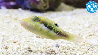 【チャーム】海水魚 カザリキンチャクフグ  Canthigaster bennetti キンチャクフグ charm動画