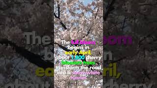 Yeouido Cherry Blossom festival | 영등포 여의도 봄꽃축제 | Seoul, South Korea