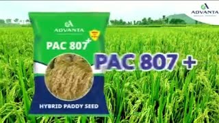 Advanta  hybrid dhan verity # rice ki kheti # धान की खेती की जानकारी# PAC 807 dhan seed #