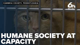 Cambria County's Humane Society is at full capacity and needs adopters