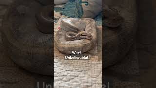 💥🥹‼️Unbelievable Encounter Between A #snake 🐍 and a #DOG 🐕 #bichonfrise #ballpython #python #pup