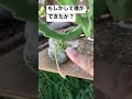 【多肉植物】もしかして種ができたか？【スタペリア属ヒルスタ】