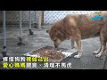 讓毛孩有個家　中山助45浪犬獲認養