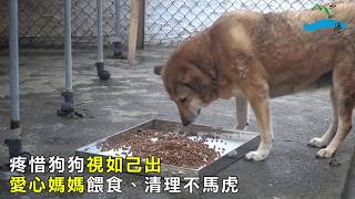 讓毛孩有個家　中山助45浪犬獲認養