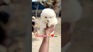 Culture pom breed available #ytshorts #tredingshorts #voralshort #shorts #pets_icon_varanasi #pets