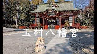 【保護犬アート】べじたぶるKitchenイロドリで美味しいランチを堪能！その後美しい玉村八幡宮を元保護犬・ポメラニアンのアートと参拝【群馬県玉村町】　#96　2024/01/31