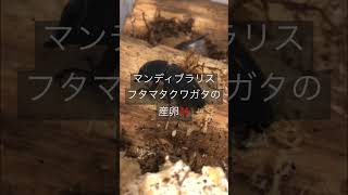 【カブクワ】マンディブラリス フタマタクワガタの産卵‼️