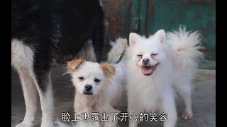 关于被养在猪圈里小博美一个月的蜕变