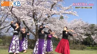 【桜紀行】SAKURA2022～霧島市 丸岡公園・国分城山公園～”Jチャン＋”特集(3月31日(木)放送)