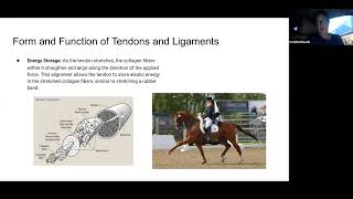 Dressage4Kids with Dr. Heather Beach Equine Tendons and Ligaments March 2024