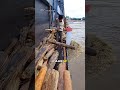 unique way to cleaning the river from logs to prevent flooding