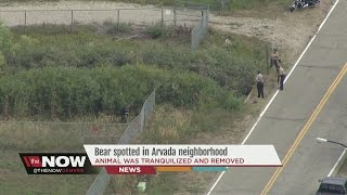 Tranquilized bear runs through neighborhood, captured by wildlife officers