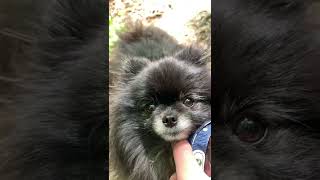 休憩 #ポメラニアン #dog #pomeranian #gw #ゴールデンウィーク #犬 #高尾山