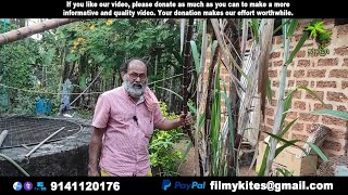 Plant 272 | ಕಬ್ಬು | Kabbu | Sugarcane | Herbal \u0026 The plant