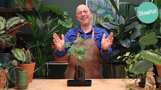 BloomPost plantenspecial | Schefflera op lavasteen (lavaplant) | Kamerplanten verzorging