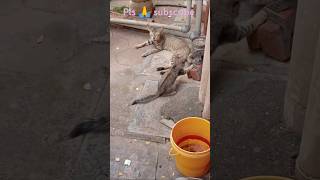 தேய் குமாரு😸#trending #shortsfeed#ytshorts#catlovers #catshorts#cutespets#funny #ytviral#comedivideo