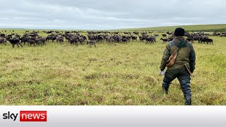 Reindeers impacted by Russian Arctic's warmer winters