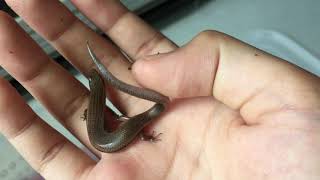 ลูกจิ้งเหลน (Skink)