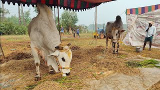 కొప్పురావూరు సీనియర్స్ 2జత T. శ్రీలత చౌదరి గారు మాచవరం గ్రామం పల్నాడు జిల్లా