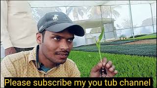 sweet corn and cauliflower nursery farm| kannada |Ravi kns