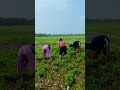 nepalese local organic farming ii नेपालीको लोकल अर्ग्यानिक खेतीपाती@hariomokaychha bhabikolekhanta